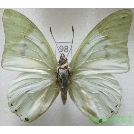 Charaxes eupale (Drury, 1782) Sierra Leone98
